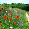 Tour 6: Naturpark Usedom
